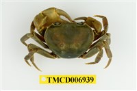 藏品(蔡氏澤蟹)的圖片